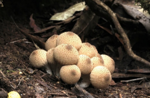 Apioperdon pyriforme