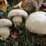 Bolete barrowsii