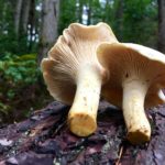 Cantharellus subalbidus