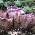 Gomphus Clavatus