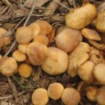 Gymnopilus Aeruginosus