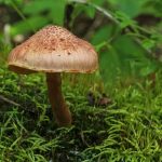 Gymnopilus braendlei