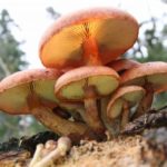 Gymnopilus luteofolius