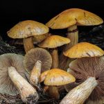 Gymnopilus viridans