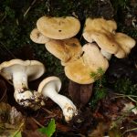 Hydnum washingtonianum