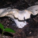 Hydnum repandum