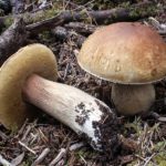 Bolete rex-veris
