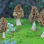 Morchella crassipes
