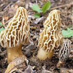 Morchella deliciosa
