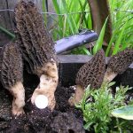 Morchella importuna
