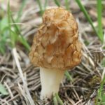 Morchella esculenta