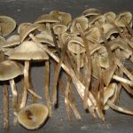 Panaeolus bisporus