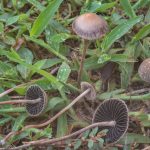 Panaeolus fimicola