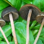 Panaeolus olivaceus