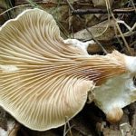 Pleurocybella porrigens Gills