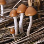 Psilocybe azurescens