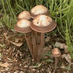Psilocybe liniformans var. americana