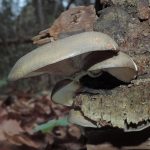 Sarcomyxa serotina