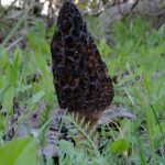 Morchella elata