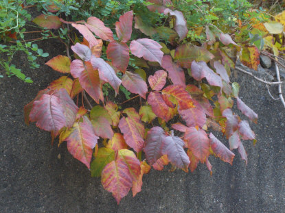 Poison Ivy in the fall