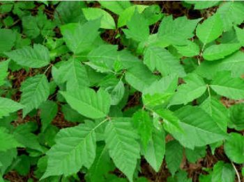Poison Ivy